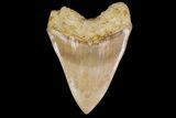 Serrated, Fossil Megalodon Tooth - West Java, Indonesia #154646-1